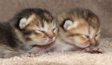 gatos recien nacidos sin pelo|Cómo cuidar a un gato recién nacido